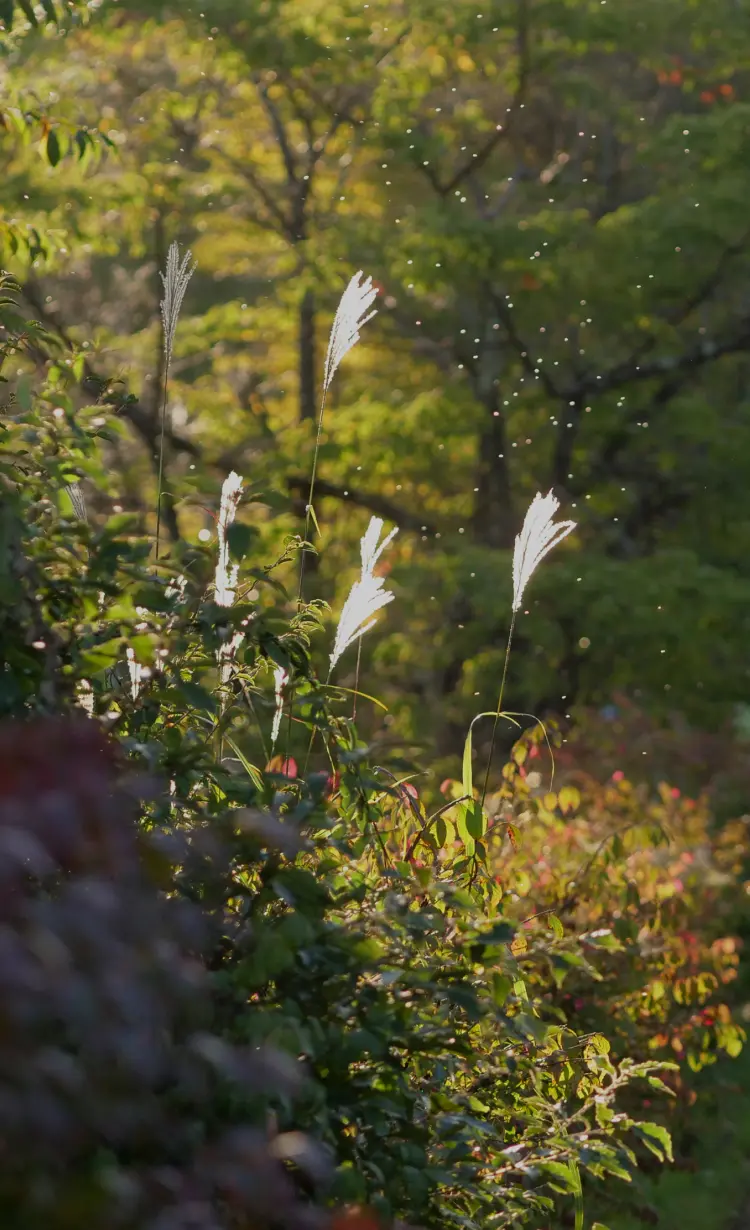 かるいざわさま専用！ かるいざわ ざわざわ